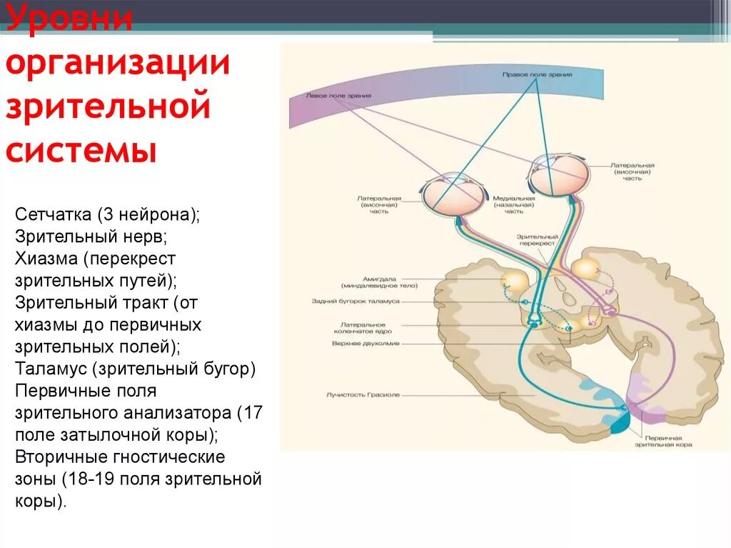 Зрительная система 3 нейрона. Зрительная сенсорная система и таламус. Уровни организации зрительной сенсорной системы человека. Зрительный путь Нейроны зрительного пути. Переработка информации в зрительной коре