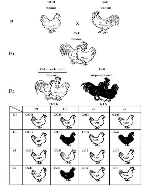 Доминантные признаки у кур. Доминатный эпистаз e Reh. Доминантный эпистаз окраска кур. Доминантный эпистаз курицы. Наследование окраски у кур доминантный эпистаз.