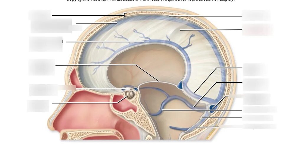 Sinus латинский. Dural venous sinuses. diaphragma sellae.