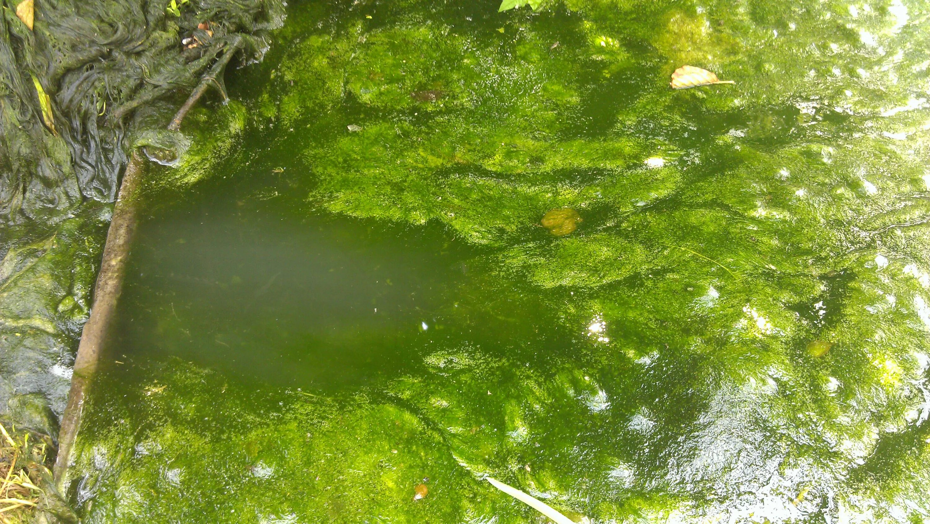 Цветение воды цианобактерии. Водоросли нитчатка. Спирогира водоросль.