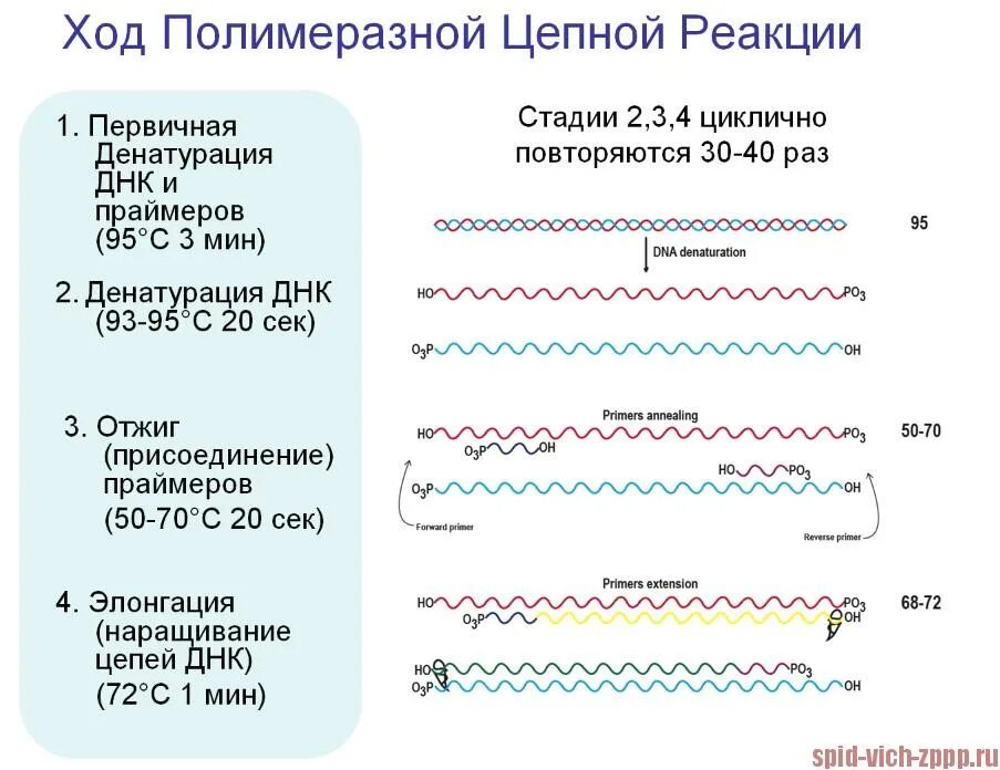 Фермент пцр. . полимеразная цепная реакция (пцр). этапы. схема полимеразной цепной реакции микробиология. этапы пцр схема. полимеразная цепная реакция схема.