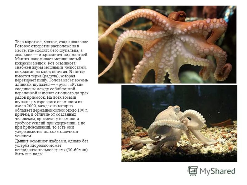 К какой группе относится осьминог. К какому типу относится осьминог. К какому типу относится осьминог. Осьминог для презентации. Кальмар осьминог каракатица.