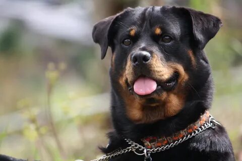 Собаки ротвейлер