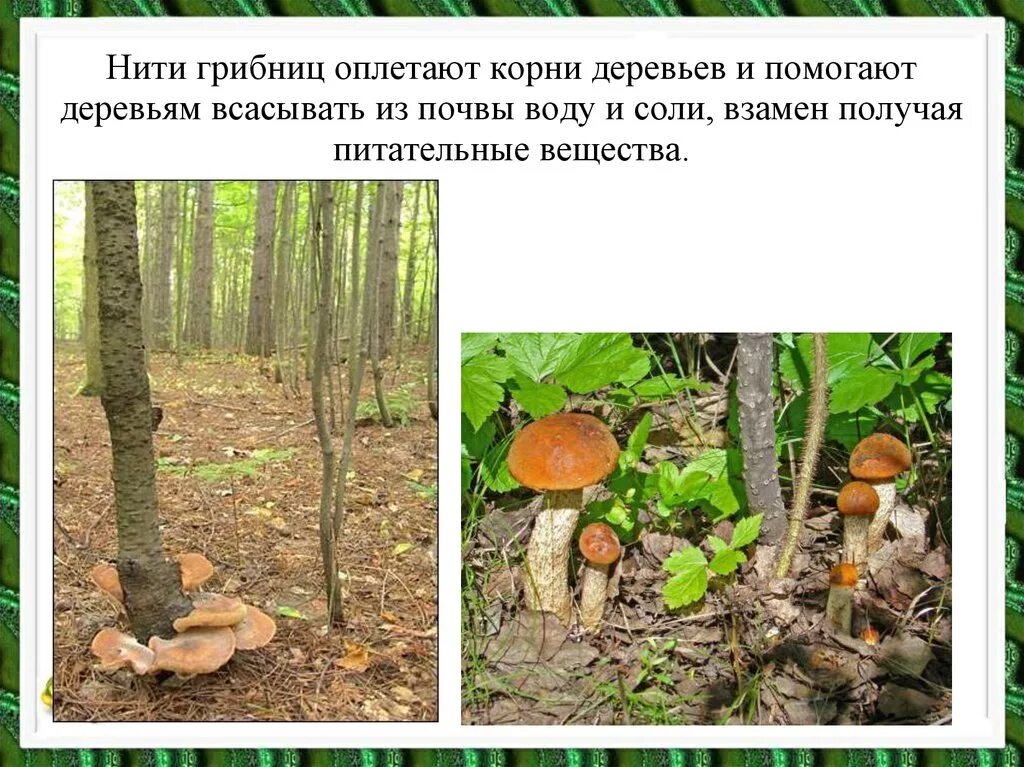 Нити грибницы срастаются с корнями деревьев. Нити грибницы оплетающие корень дерева. грибница опутывает корни деревьев. нити грибницы и корни. грибница гриба оплетает корни деревьев.