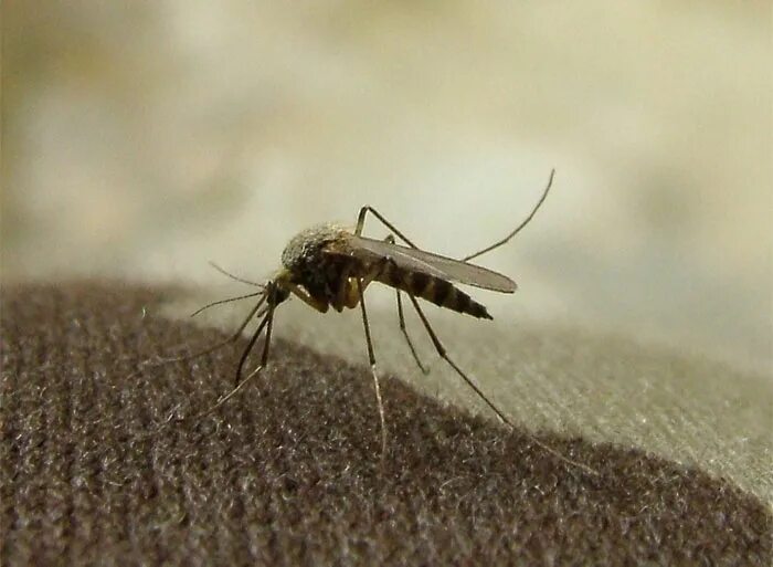 комары зимой дома. Nephrotoma quadrifaria. снежный комар. хионеи зимние комары. муха долгоножка.