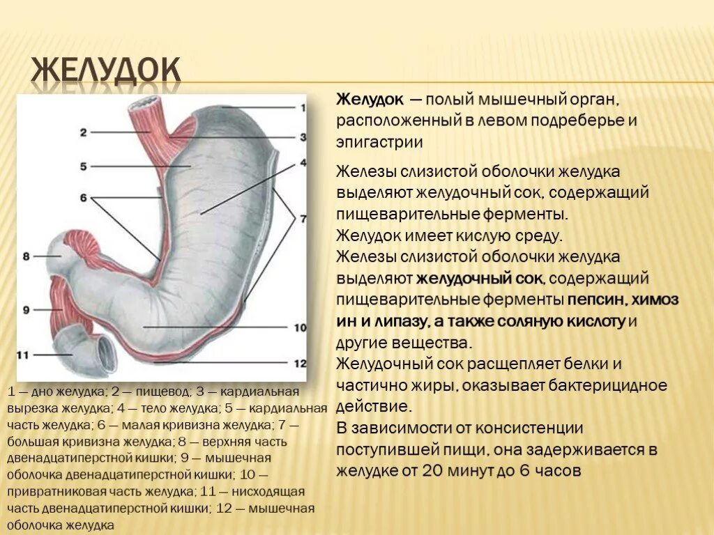 4 части желудка. Малая кривизна желудка. Кардинальная часть желудка. Кардиальной части желудка.