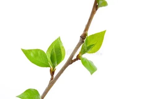 Почки из которых образуются побеги с листьями