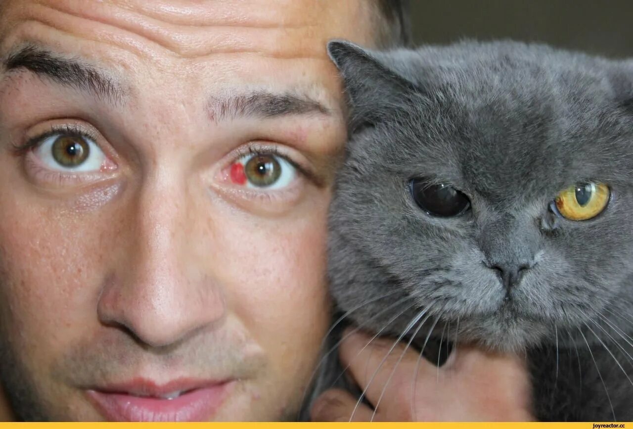 каких людей котиков