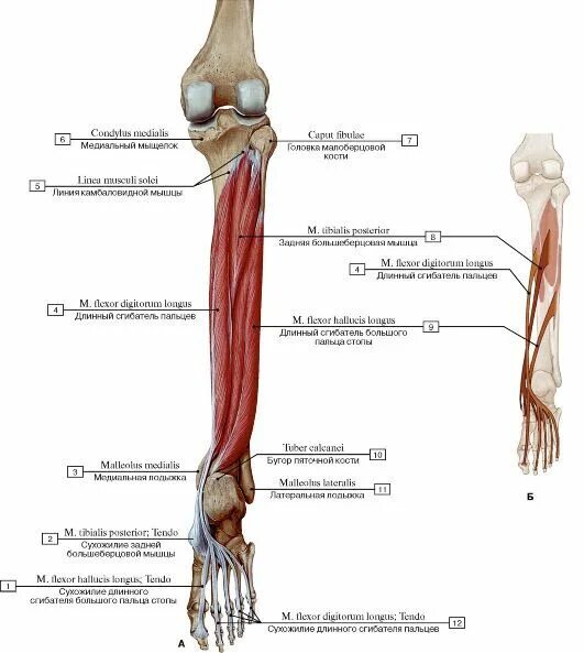 Длинный сгибатель стопы. Мышцы сгибатели пальцев стопы. Сгибатели пальцев стопы анатомия. Длинный сгибатель большого пальца стопы. Длинный сгибатель большого пальца стопы анатомия.
