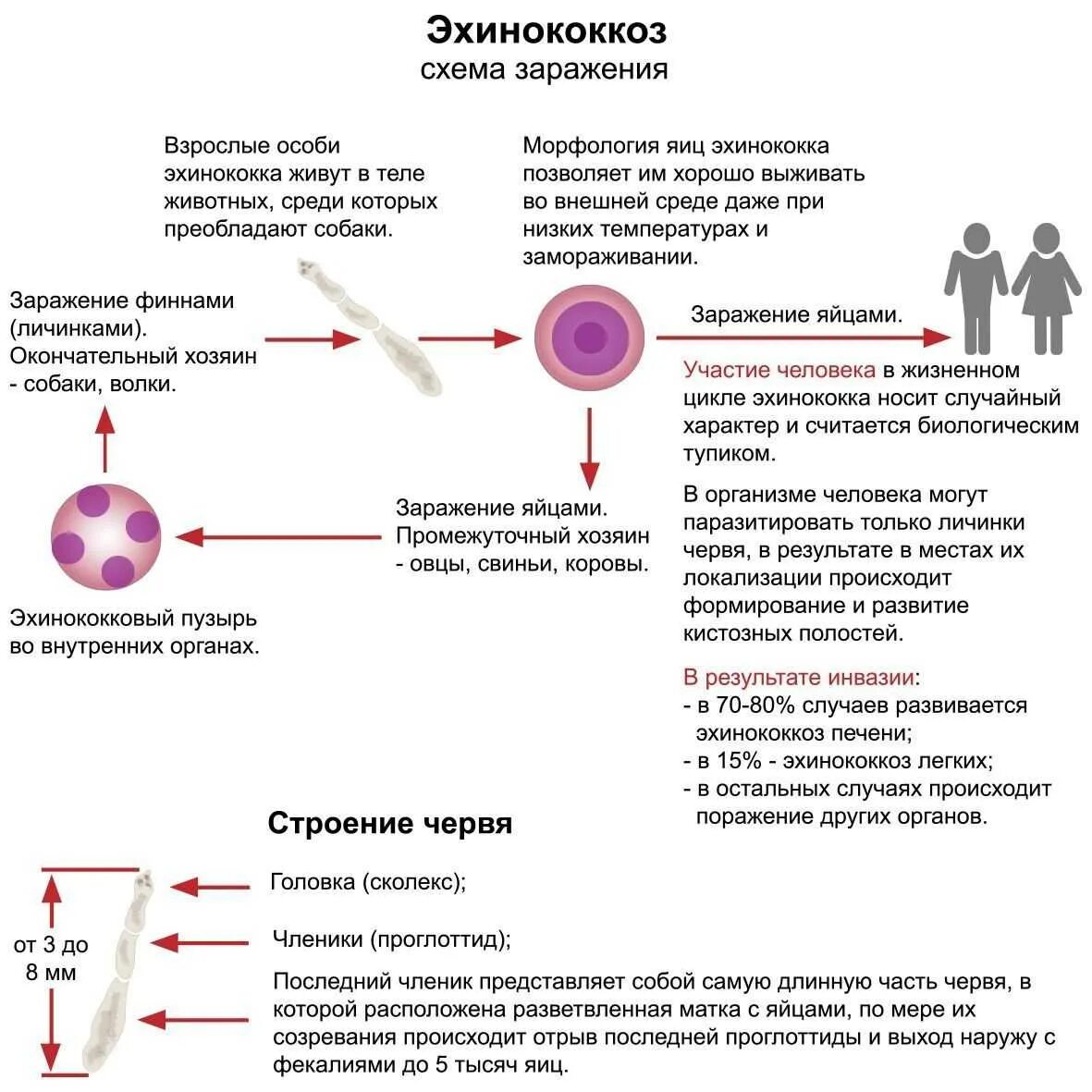 Способы заражения человека происходит. Эхинококк способ заражения человека. Эхинококкоз пути заражения человека. Стадии жизненного цикла эхинококка. Эхинококк печени цикл развития.