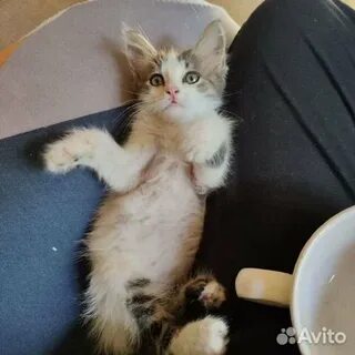 Авито ставрополь котята в добрые