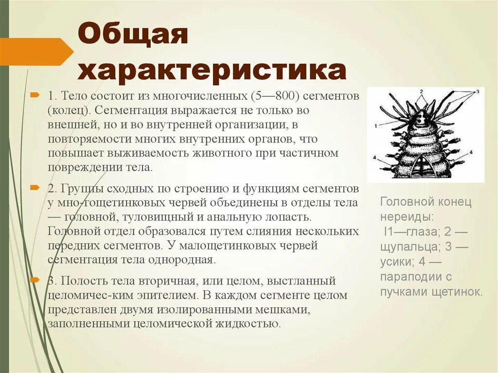 Сегментация у червей
