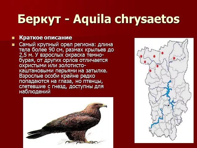 Проект красная книга пермского края Красная книга пермского края презентация