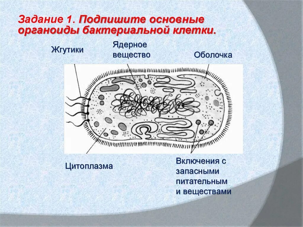 Строение клетки бактерии органоиды. Подпишите основные органоиды бактериальной клетки. Бактериальная клетка строение основные органоиды клетки. Основные органоиды бактериальной клетки являются. Клетки большинства бактерий можно