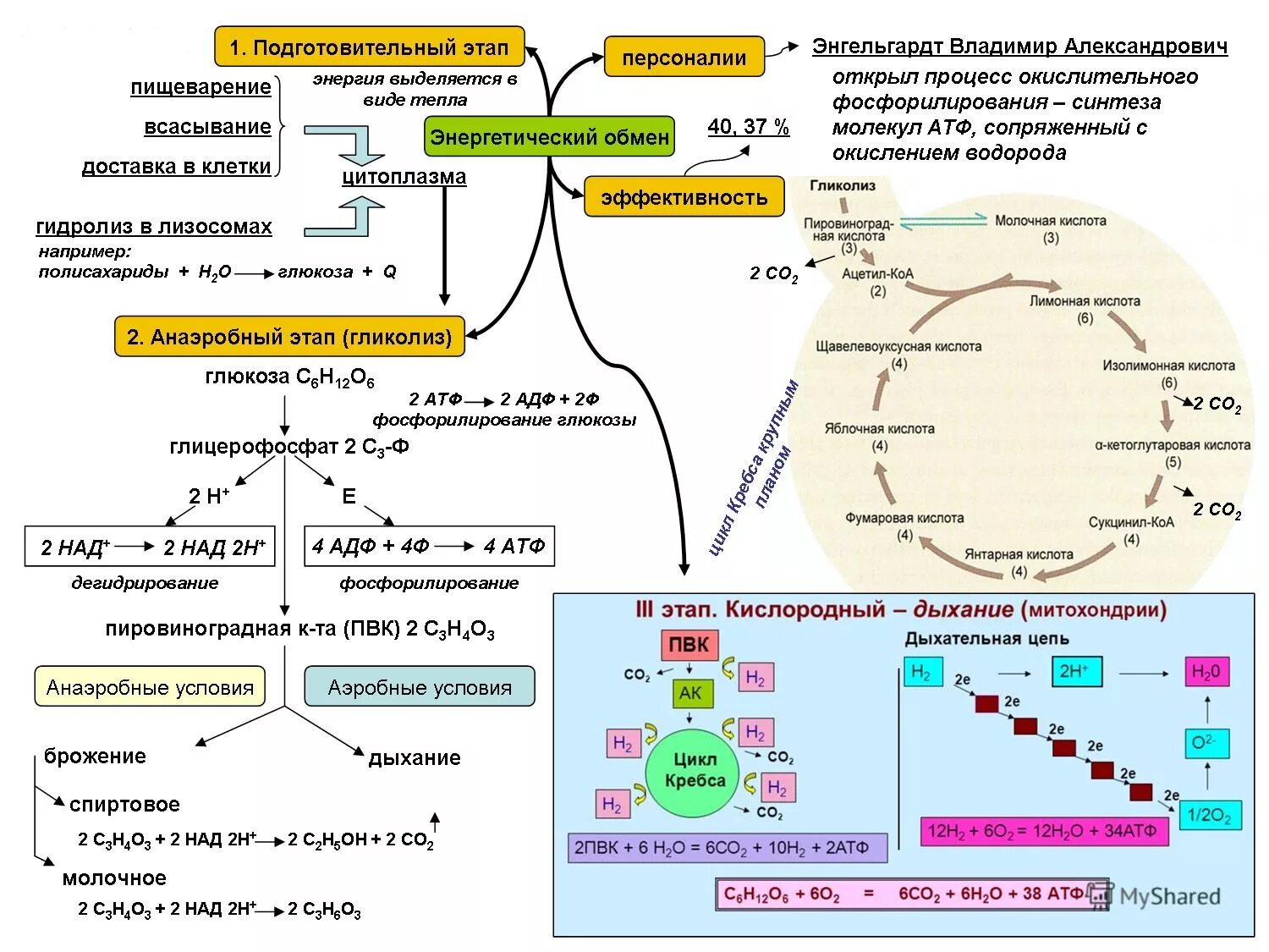 Последовательность образования атф в митохондриях. Этапы энергетического обмена схема. Этапы энергия обмена веществ схема. Энергетический обмен схема ЕГЭ.