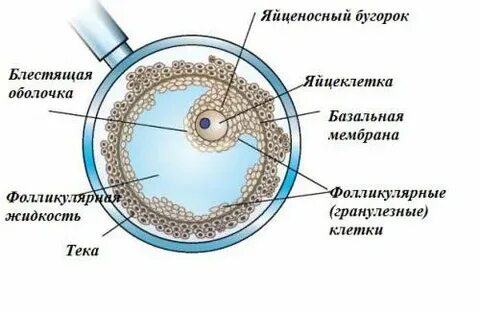 Фолликулярная оболочка яйцеклетки