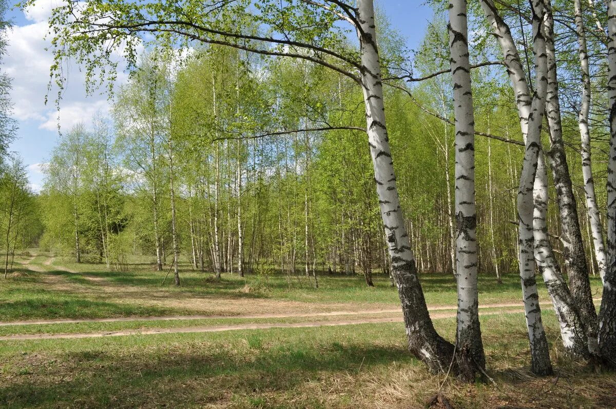 Молодые березки весной. Березовая роща Звенигород. Березовая роща Рязань. Берёзовая роща Жигулевск май. Березовый лес Звенигород.