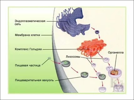 Лизосомы выполняют пищеварительную функцию