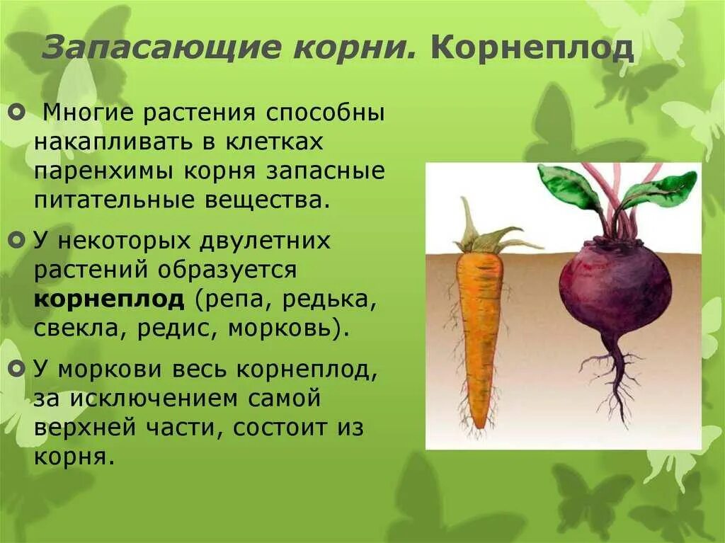 Как растения используют корни