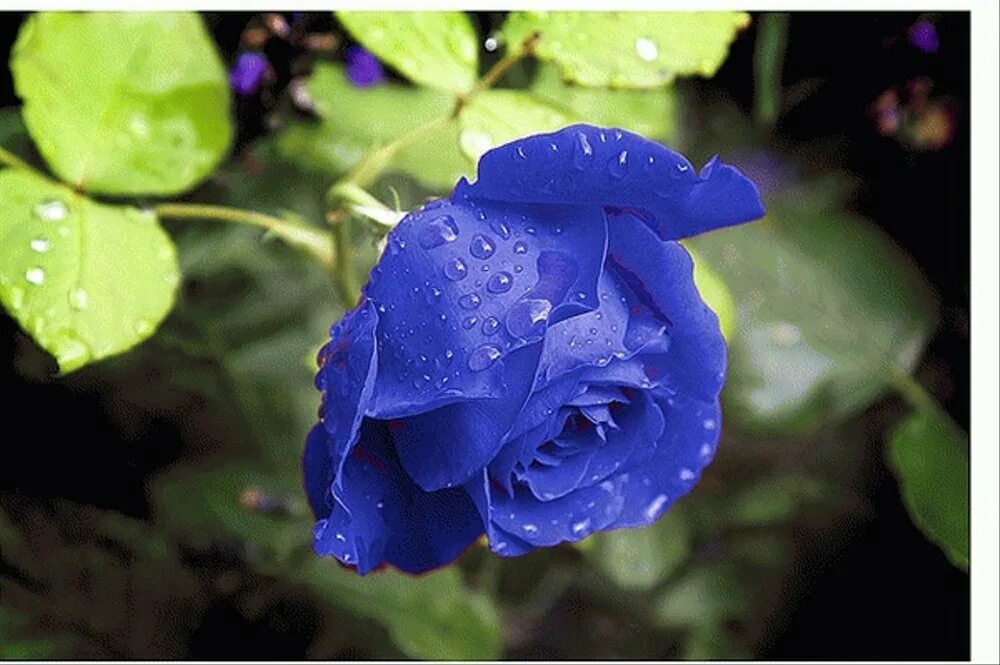 1 часть синий. Синие бархатные розы. Синие живые цветы. Розы садовые голубые. Синий цвет.