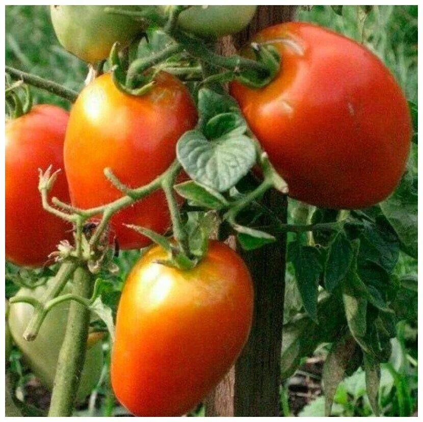 Помидоры челнок отзывы. Сорт помидор челнок. Сорт томатов челнок. Томат тундра. Семена томат челнок.