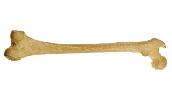 REDBARN Beef Shank Bone Dog Treat, 1 count - Chewy.com Beef shank, Beef, Beef bo