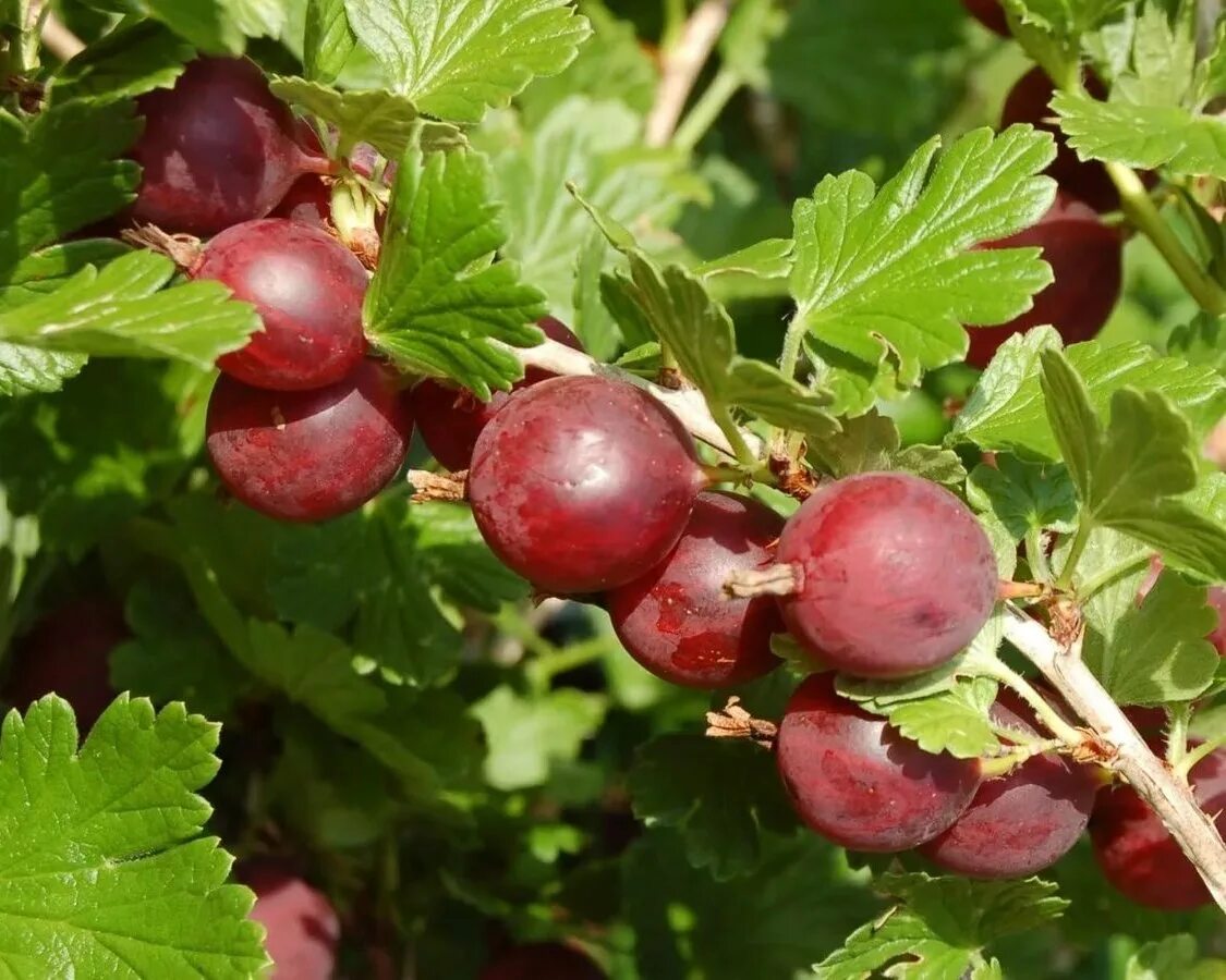 Крыжовник сорт спайнфри. Крыжовник сорт садко. крыжовник (ribes grossularia `садко`). крыжовник русский. крыжовник (ribes grossularia `командор`).