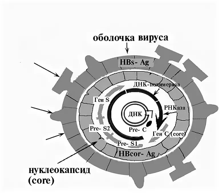 Генетическое строение вируса. Схема строения генома вируса гепатита в. структура вируса гепатита а. геном гепатита а. структура генома вируса гепатита.