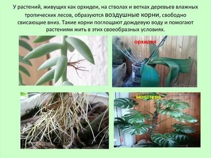 Влажно корень