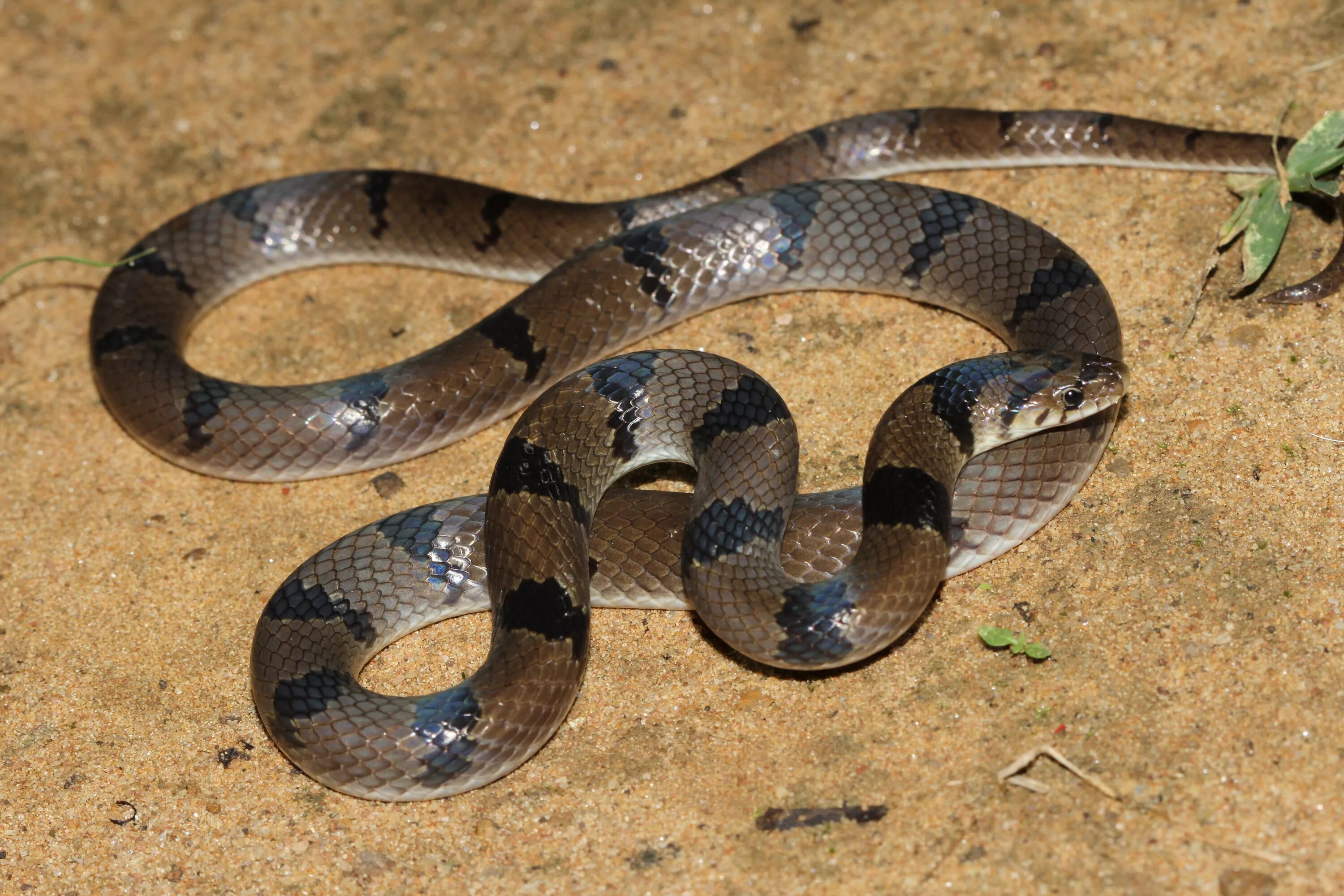 Snake wiki