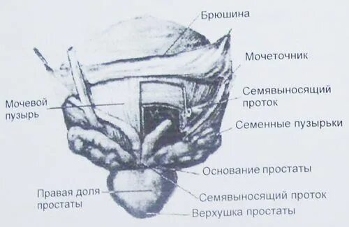 Предстательная железа размеры в норме у мужчин. Предстательная железа основание верхушка. Перешеек предстательной железы. Мочевой пузырь предстательная железа анатомия. Верхушка предстательной железы.