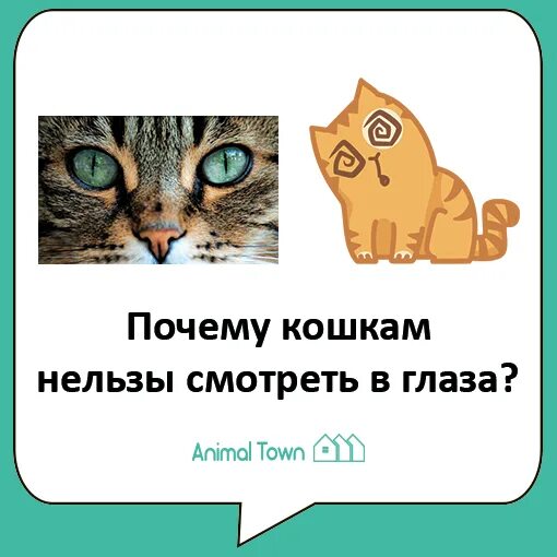 Определить время по глазам кошки. Почему кошка не смотрит в глаза.