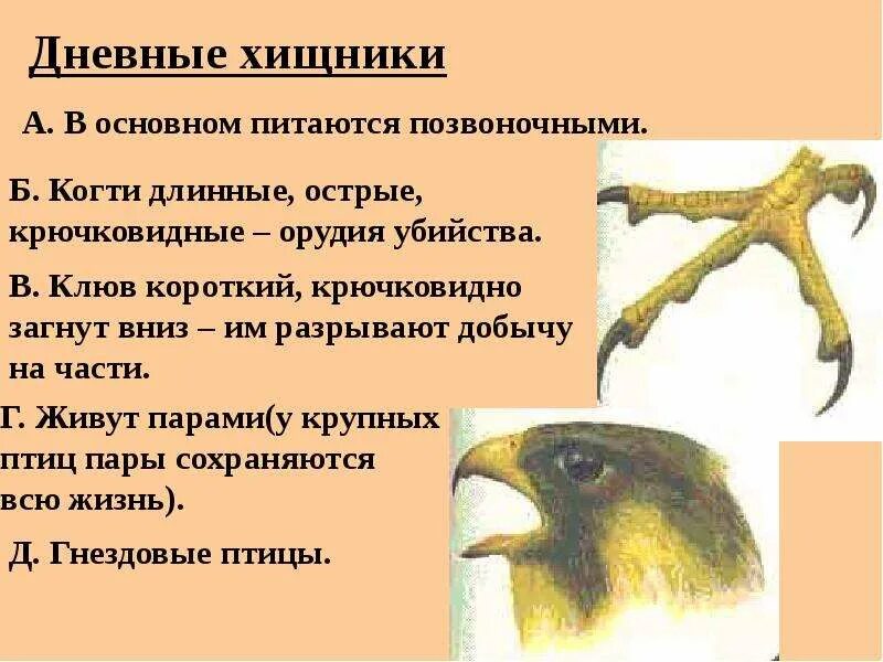 5 дневных хищников. Дневные хищные презентация. 5 дневных хищников. Дневные хищные птицы место обитания. Презентация на тему дневные хищники.