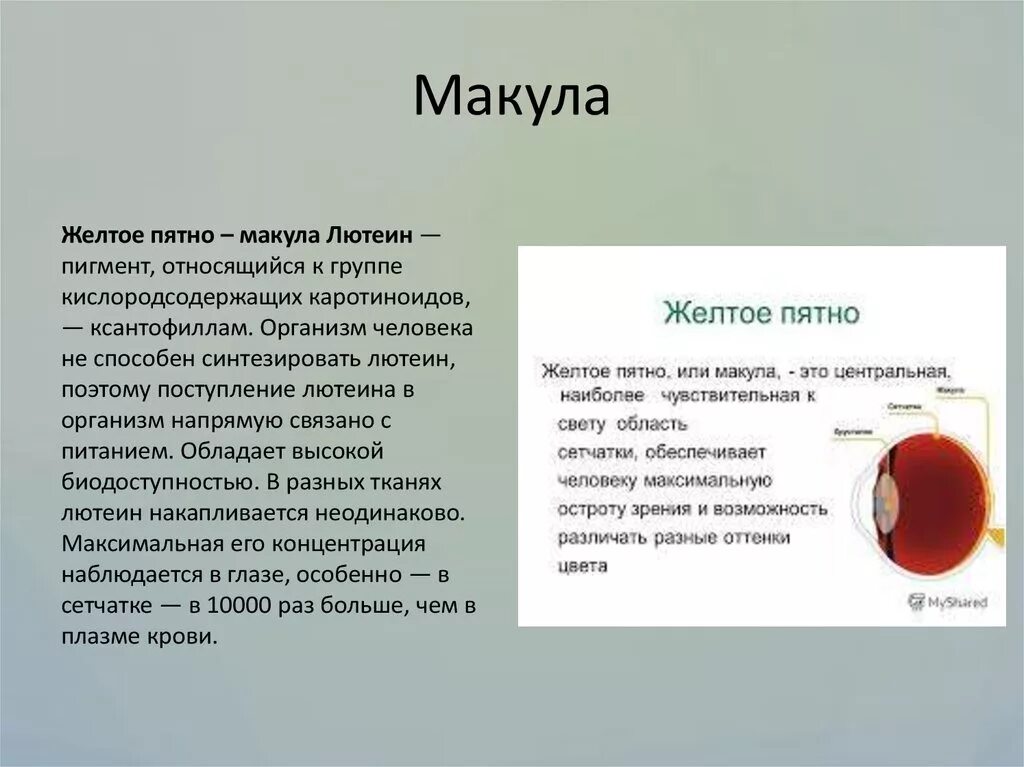 Желтое пятно. Жёлтое пятно глаза макула. Строение глаза человека макула.