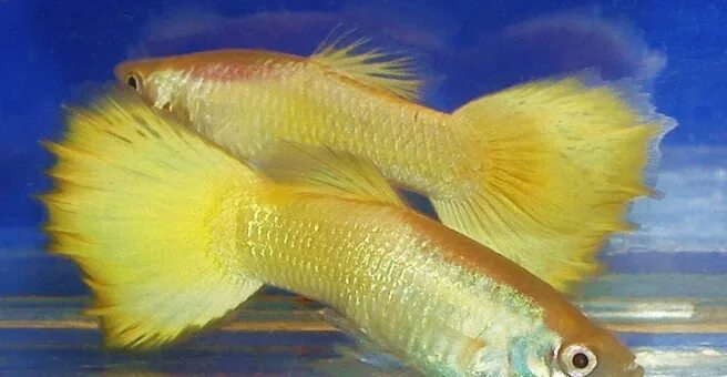 Гуппи лимонный Poecilia reticulata var. Пресноводные аквариумные рыбки Aqu