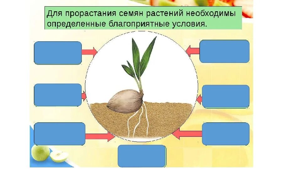 Практическая работа прорастание семян 6 класс