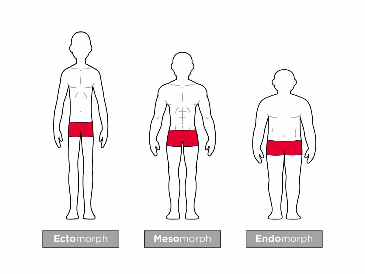 Эндоморф. Эктоморф. Мезоморф. Запястье эктоморфа. Кто такой эктоморф и мезоморф