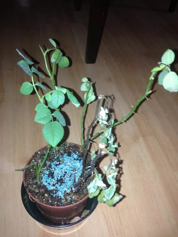 реанимирование гортензии. спасти розу в горшке. как оживить засохшую розу в горшке. комнатная роза засыхает. засохшая роза в горшке.