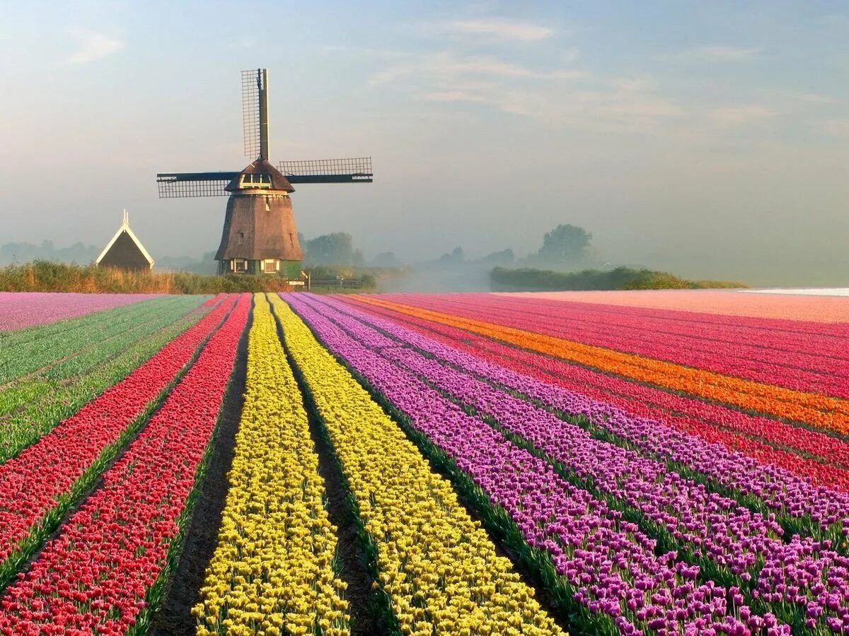 Где тюльпановые поля. Амстердам тюльпановые поля. Тюльпановые плантации в Голландии. Амстердам тюльпаны плантации. Lisse Нидерланды.