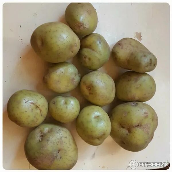 Should You Eat Green Potatoes Answers @ EatByDate Green potatoes, Food, Cooking