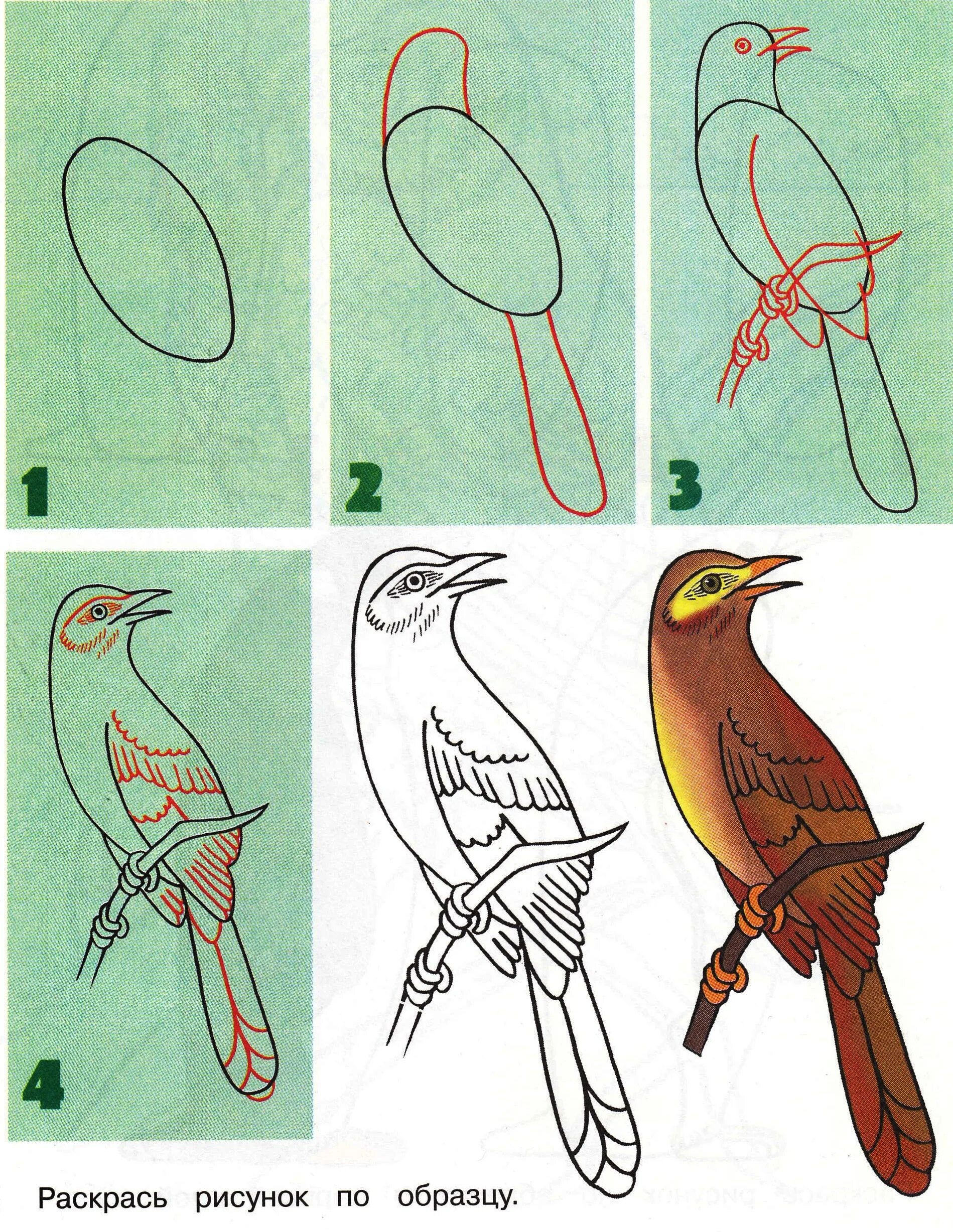 Рисунок птицы 5 класс. Рисование птиц. Поэтапное рисование птиц. Поэтапн-е рисование птицы. Поэтапное рисование птиц для детей.