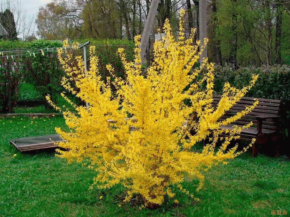 Форзиция линвуд описание. Форзиция линвуд. форзиция кустарник. форзиция линвуд голд. форзиция норзен сан.