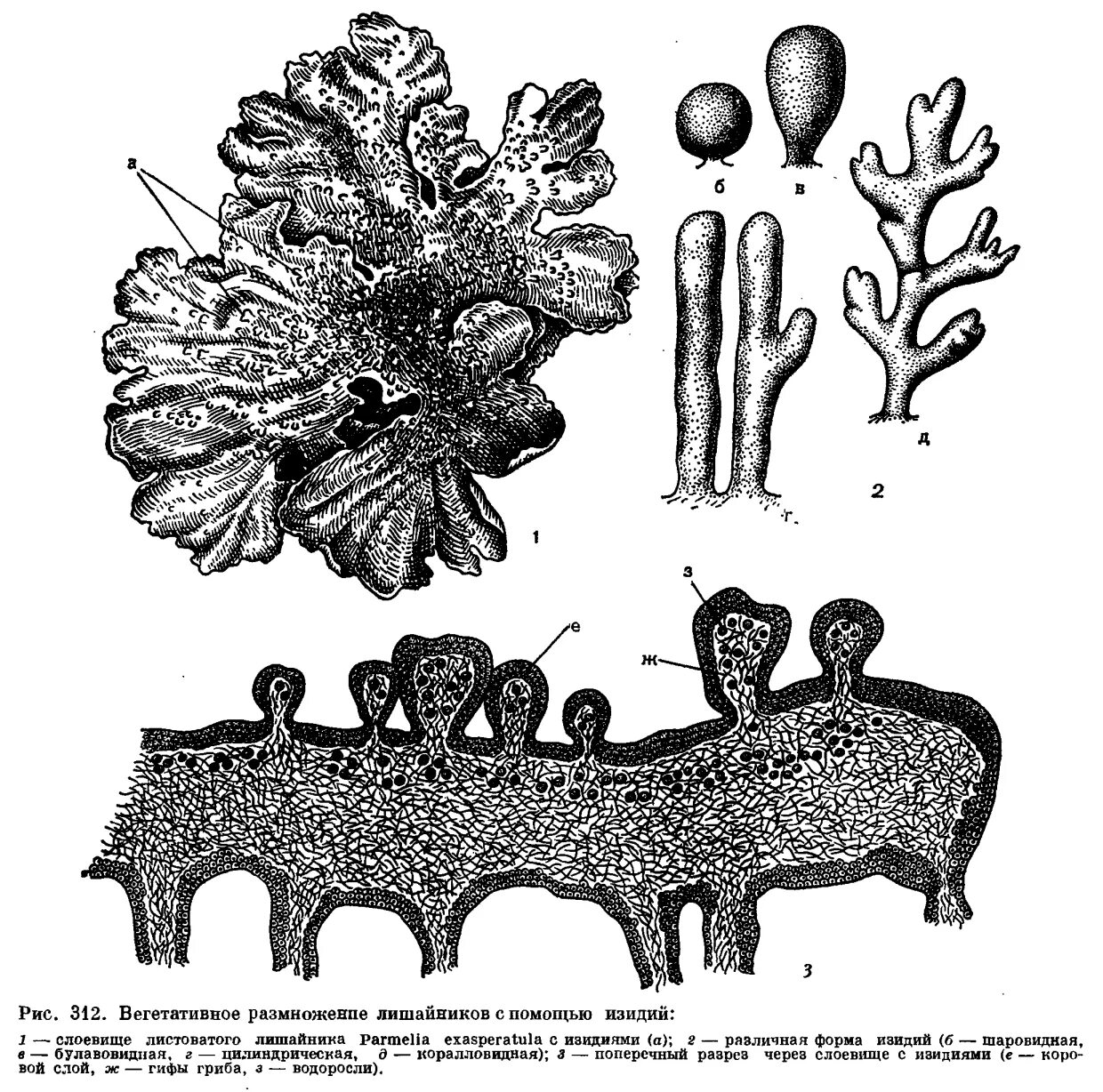 Лишайники органы. Размножение лишайников вегетативное изидии. Соредии и изидии лишайника. Размножение лишайников соредии и изидии. Половое и бесполое размножение лишайников.