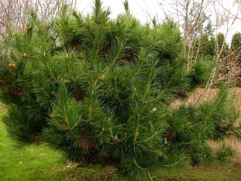 Семенные хвойные. Pinus tabuliformis. Сосна tabuliformis. Сосна обыкновенная Табулиформис Pinus Sylvestris tabuliformis. Сосна слоистая китайская красная.