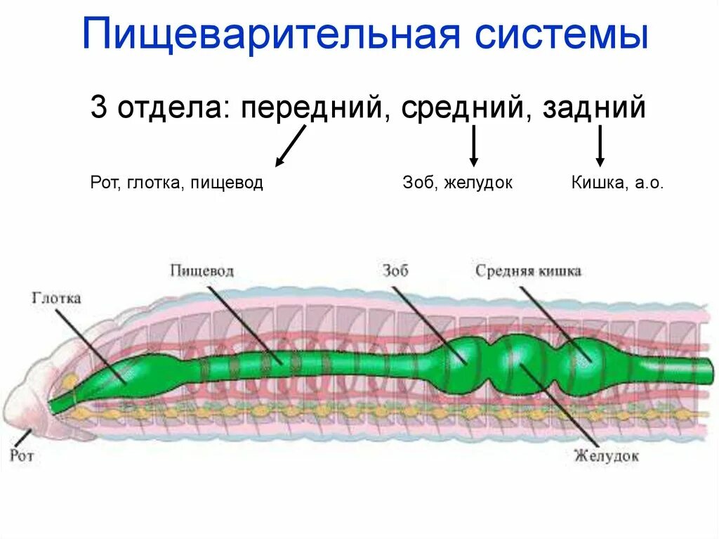 Система малощетинковых червей. Многощетинковые черви пищеварительная система. Пищеварительная система мало щет. Пищеварительная система малощетинковых червей. Малощетинковый червь пищеварительная система система.