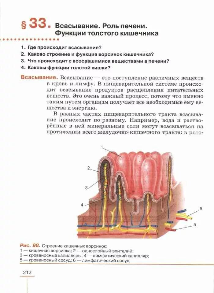 Всасывание роль печени функции. Всасывание роль печени функции