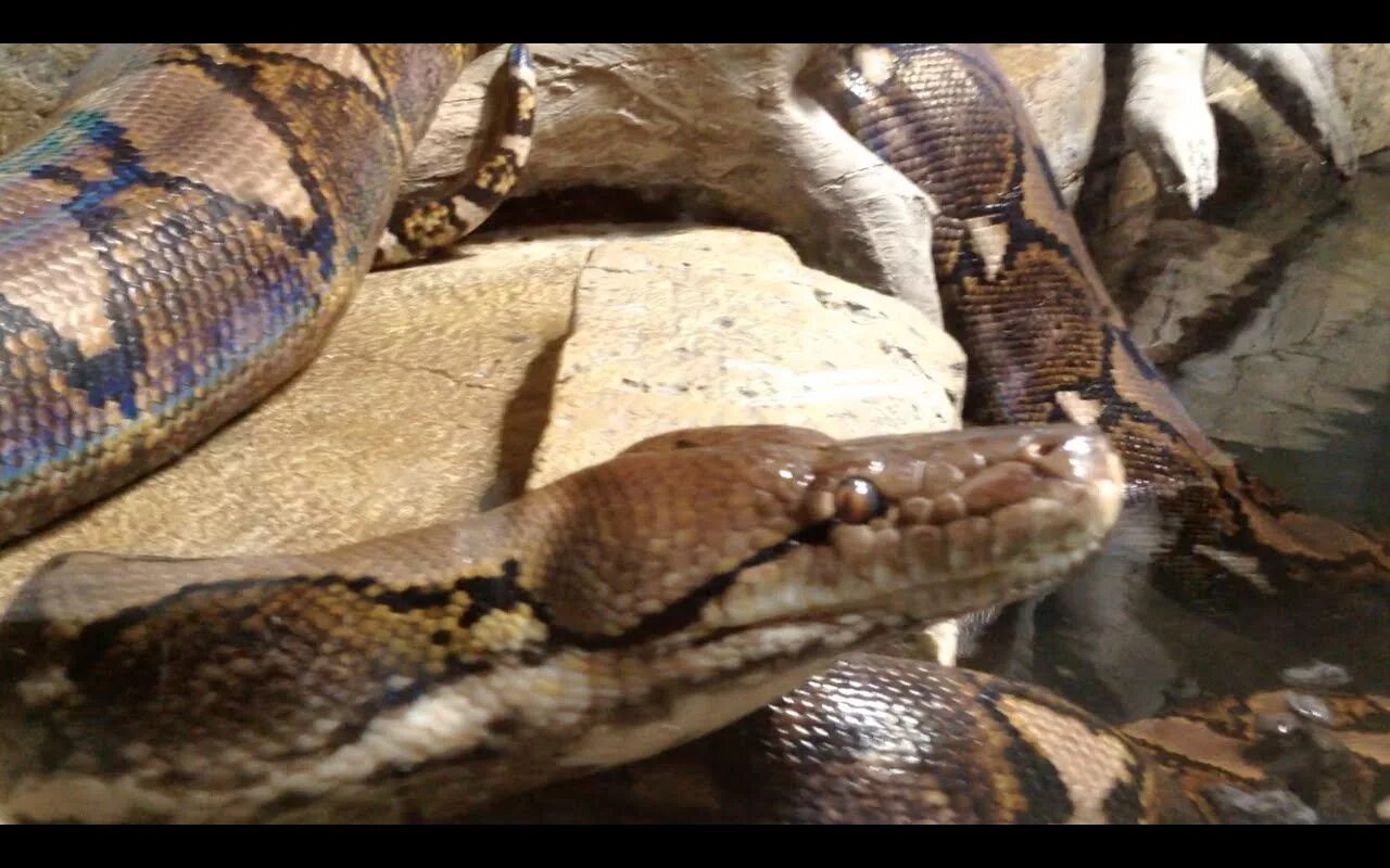 Питоны нападают. Питоны нападают. Питоны нападают. Крокодил гигантская анаконда. Сетчатый питон и анаконда.