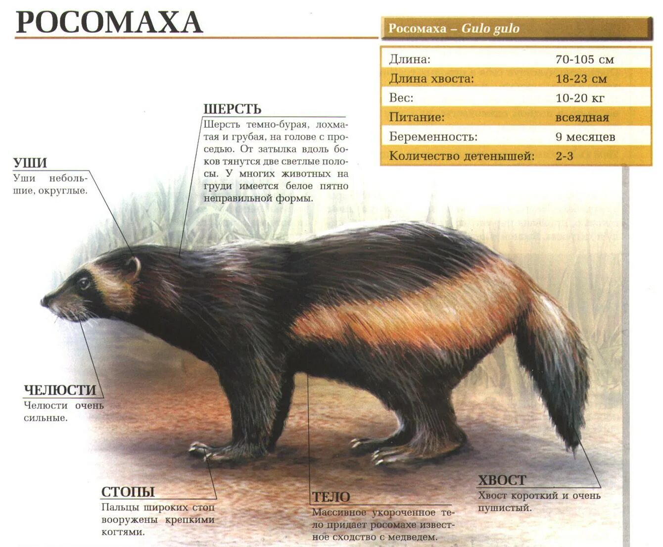 В какой зоне обитает росомаха. Росомаха вес и рост. Вес сибирской Росомахи. Росомаха строение тела. Росомаха классификация животного.