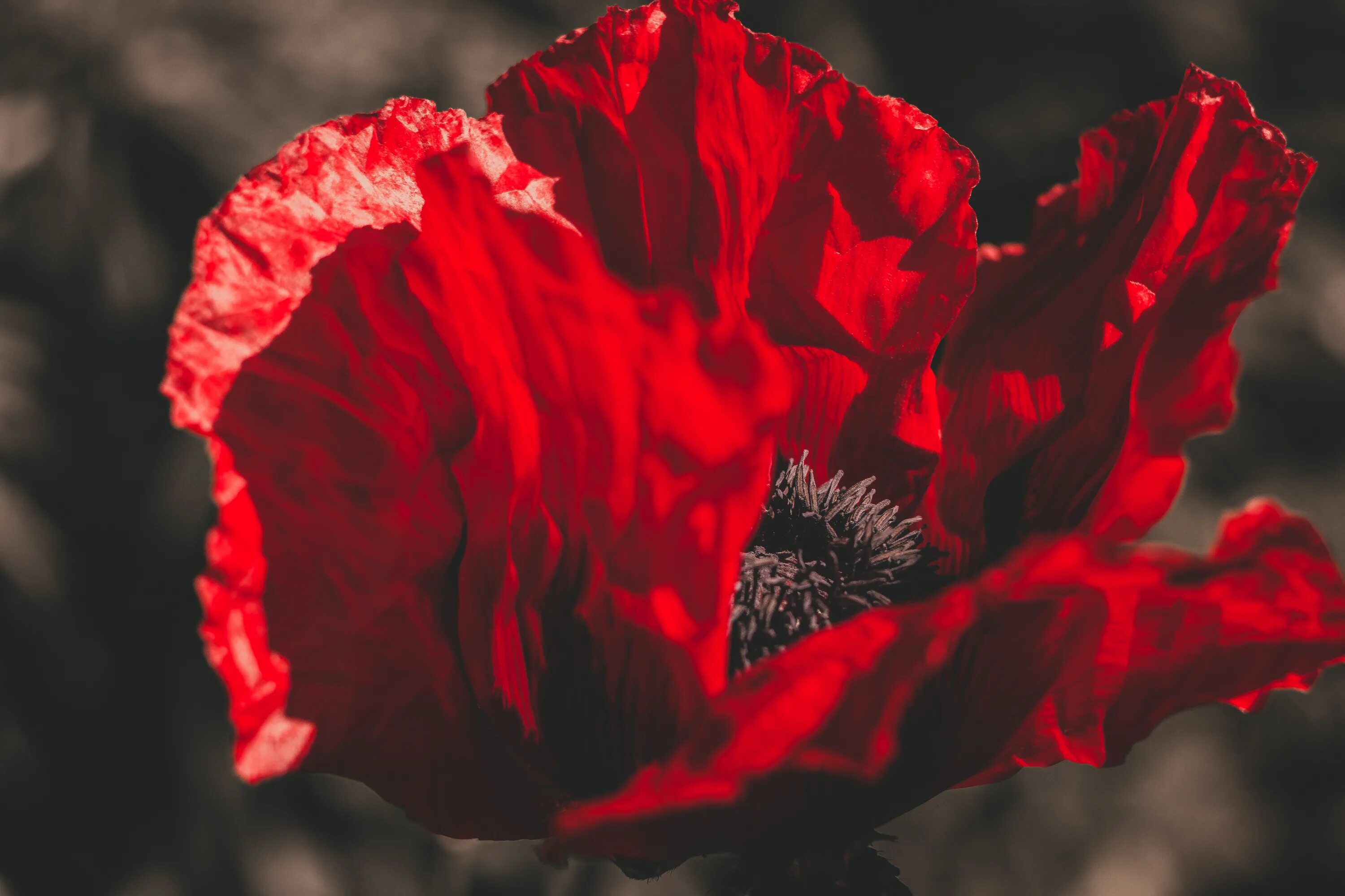 Мак растение маковая булочка. Мак цветок символ. Мак мак маерс. Фото с мак на айфон. Фото с мак на айфон.