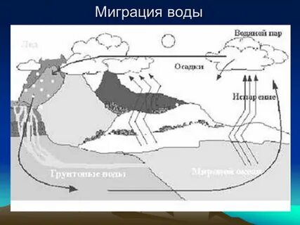 Циклы миграции